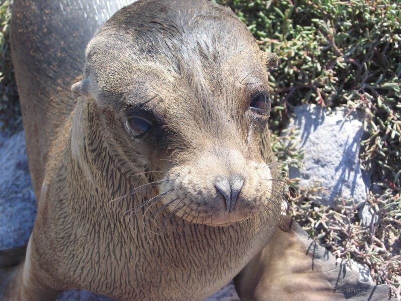 sea lion baby Galapagos pinniped